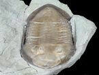 Nice Isotelus Trilobite From Ohio #39063-4